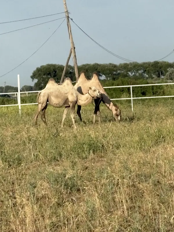 Camels grazing