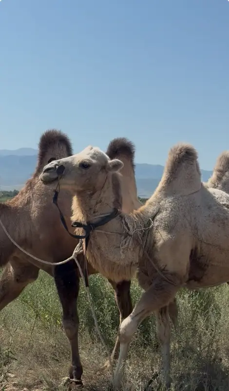 Bactrian camels