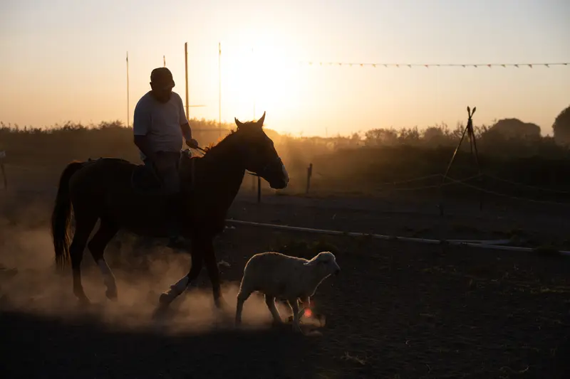 Rider in the dust at sunset