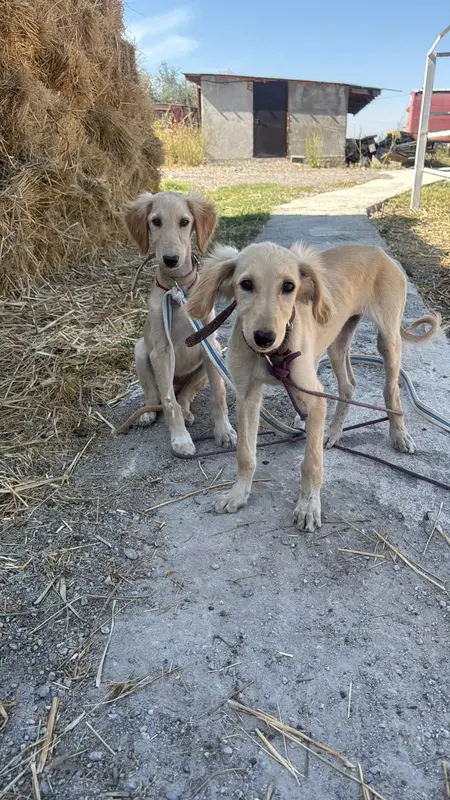 Two Kazakh tazy hounds